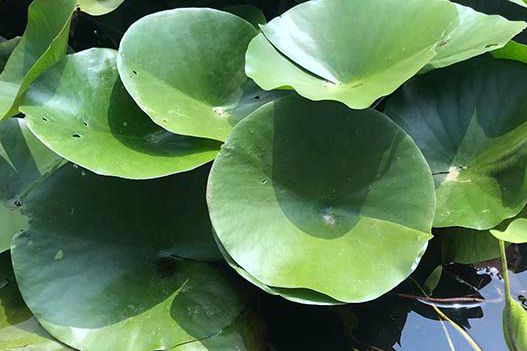 荷花和睡蓮可以種在一起嗎？