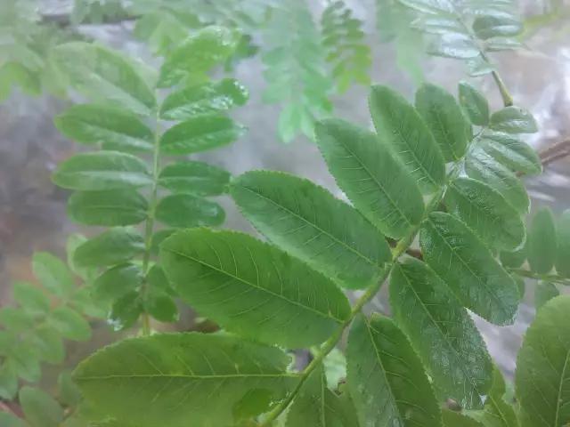 楓楊樹(shù)圖片賞析