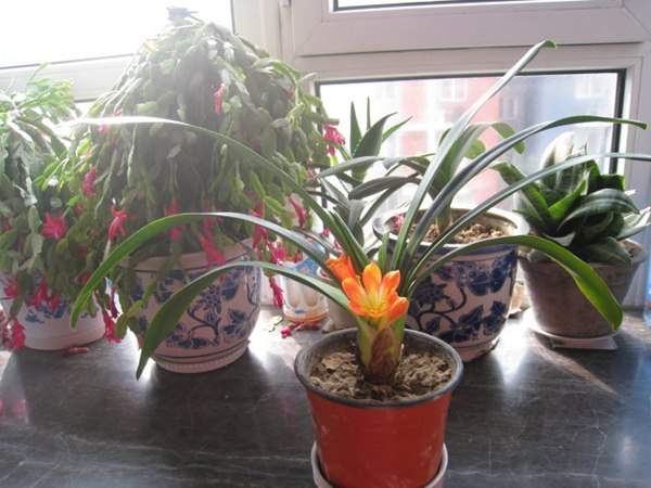 老祖宗的智慧 28條關于養花的諺語