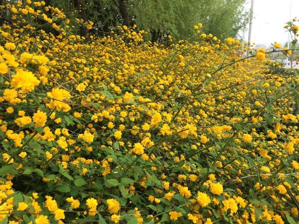 棣棠花的花語(yǔ)是什么？