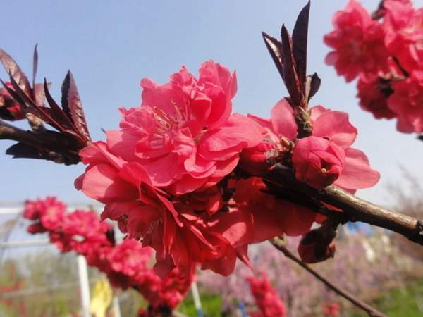 紅葉碧桃是用什么嫁接的？