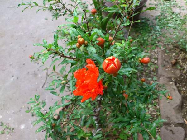 花石榴的花期、果期是什么時(shí)候