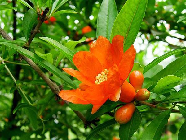 花石榴的花期、果期是什么時(shí)候