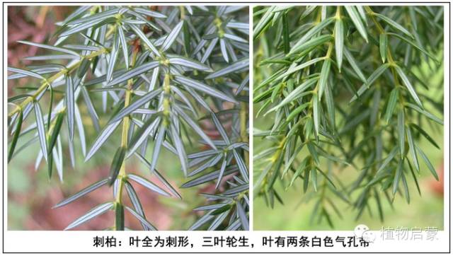 圓柏、刺柏、側(cè)柏、柏木以及龍柏的簡(jiǎn)易識(shí)別法