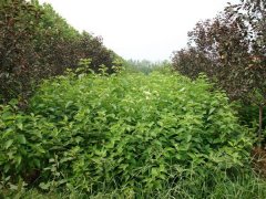 紅瑞木低價(jià)批發(fā)供應(yīng)