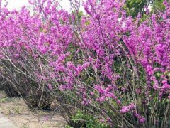 「叢生紫荊」叢生紫荊_價格_圖片_產地報價表