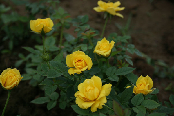 鉆石玫瑰圖片基地實拍