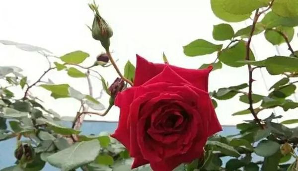 御用馬車(Etoile de Hollande，Climbing)