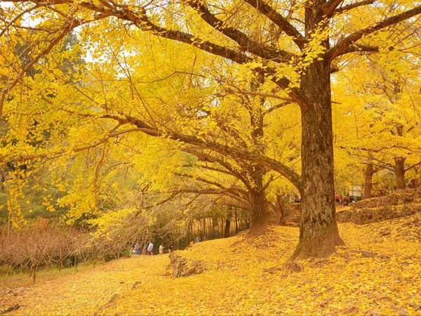 秋季銀杏樹(shù)