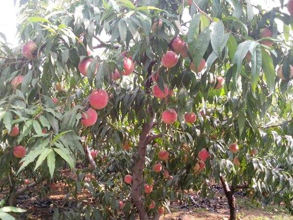 想知道桃樹結果多的秘訣嗎？