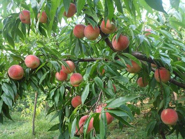 想知道桃樹結果多的秘訣嗎？