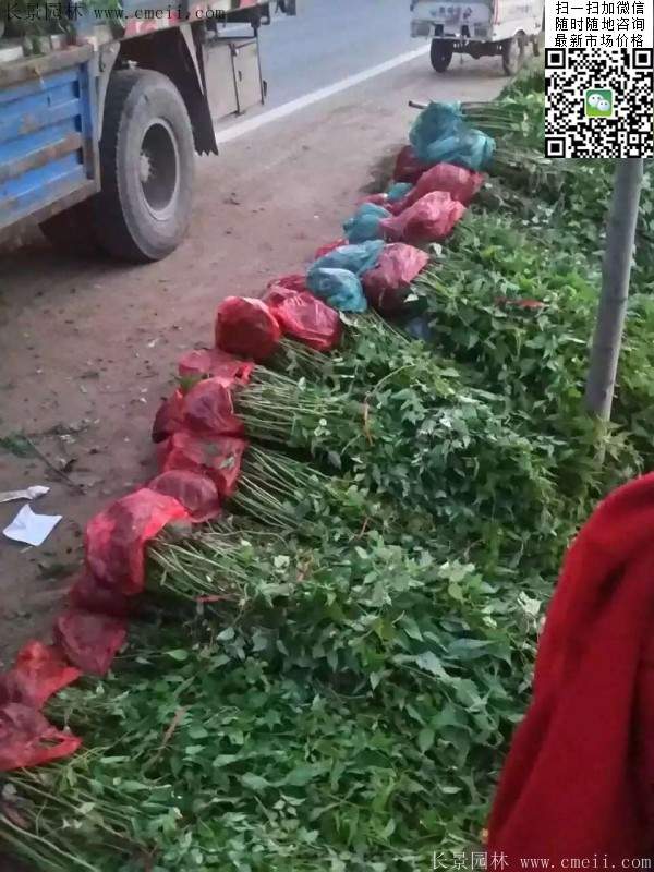 重瓣棣棠--長(zhǎng)景園林