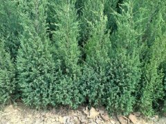 一張刺柏的市場報價表，保證讓你隨時掌握苗木