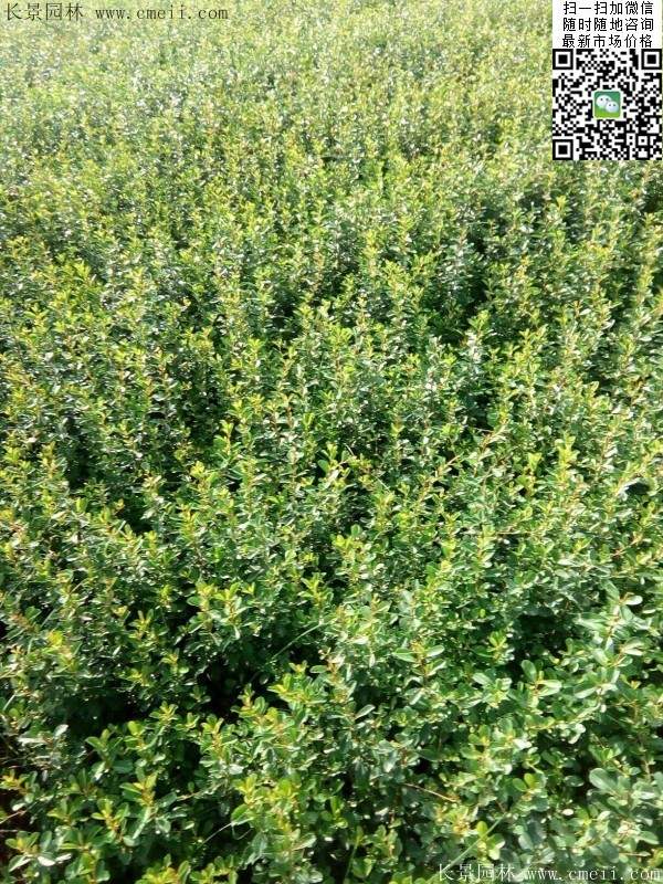 火棘--長(zhǎng)景園林