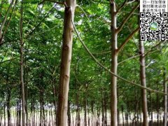 2020下半年最新苦楝樹苗價(jià)格多少錢一棵？