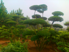 16年下半年小葉女貞造型樹價格走勢怎么樣，現價