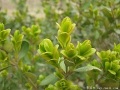 專(zhuān)家分析2016年下半年小葉黃楊多少錢(qián)一株？