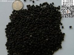 2016最新小葉女貞種子價格多少錢一斤？