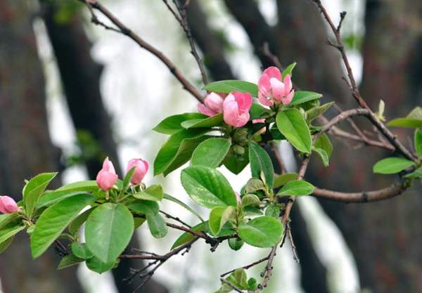 木瓜樹(shù)品種