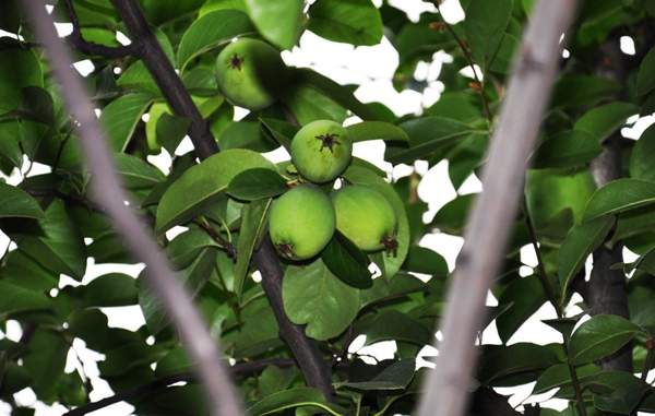 木瓜樹(shù)品種