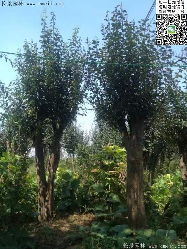 木瓜樹(shù)品種