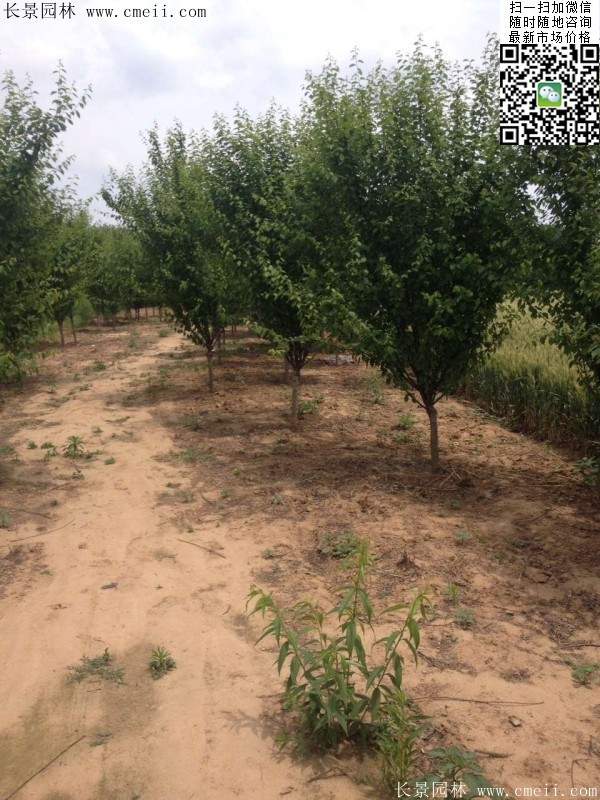 沭陽榆葉梅規格