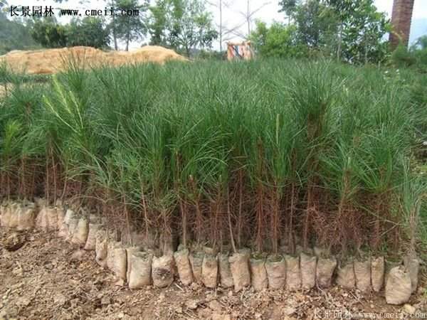 沭陽黑松苗、黑松樹