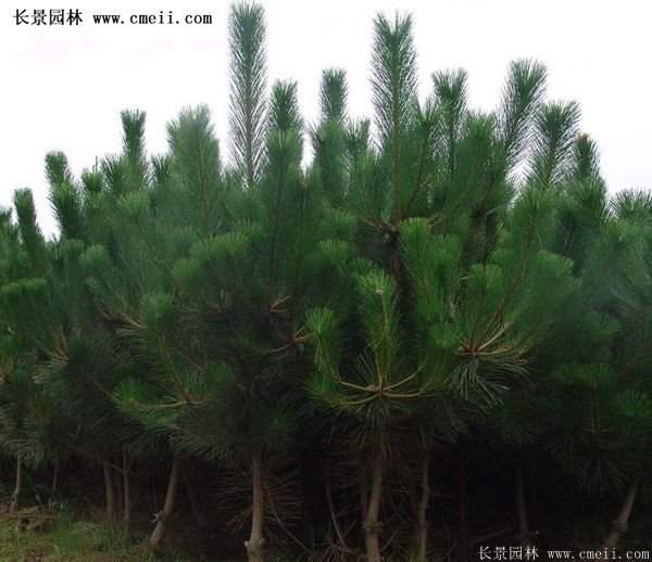 沭陽黑松苗、黑松樹