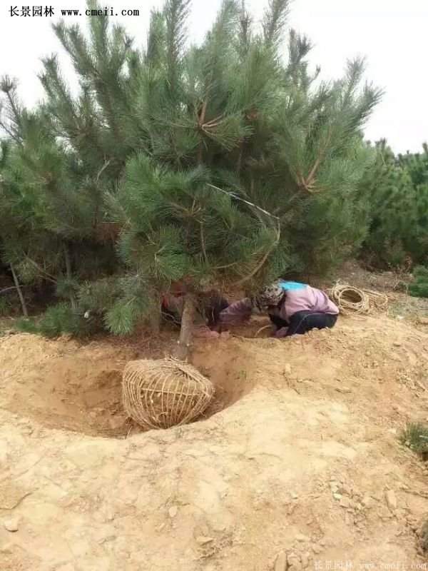 沭陽黑松苗、黑松樹