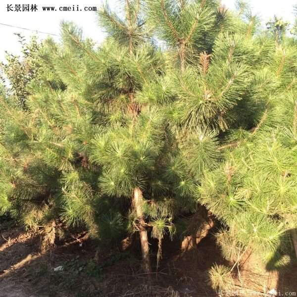 沭陽黑松苗、黑松樹