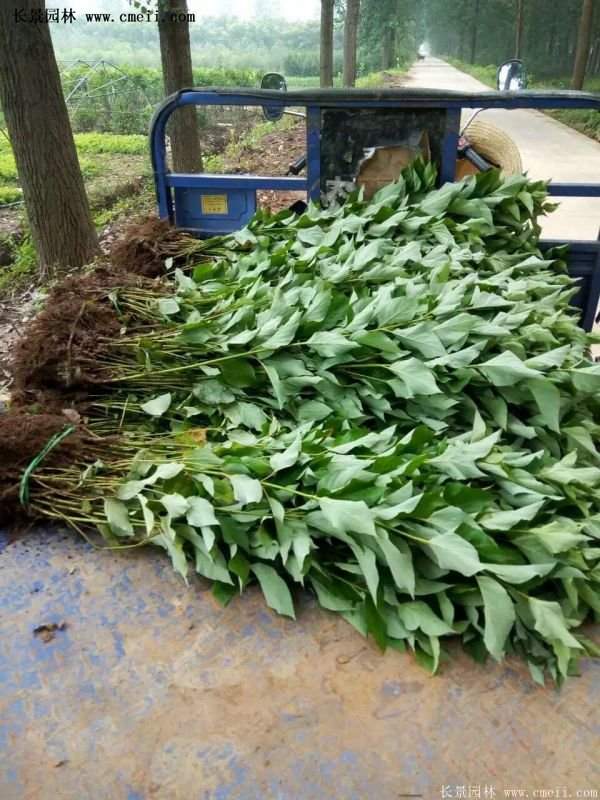 紅瑞木金牌的供應商