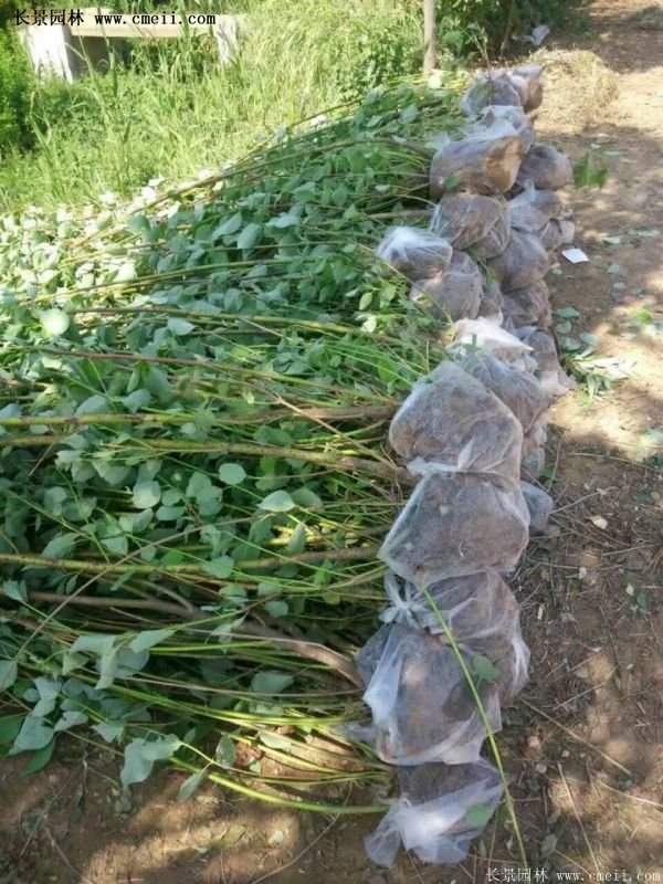 紅瑞木金牌的供應商