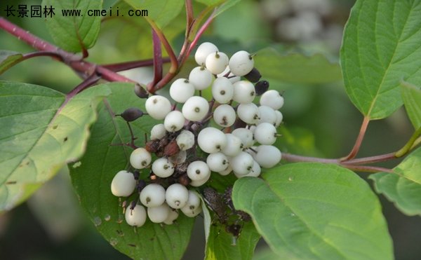 沭陽(yáng)紅瑞木基地