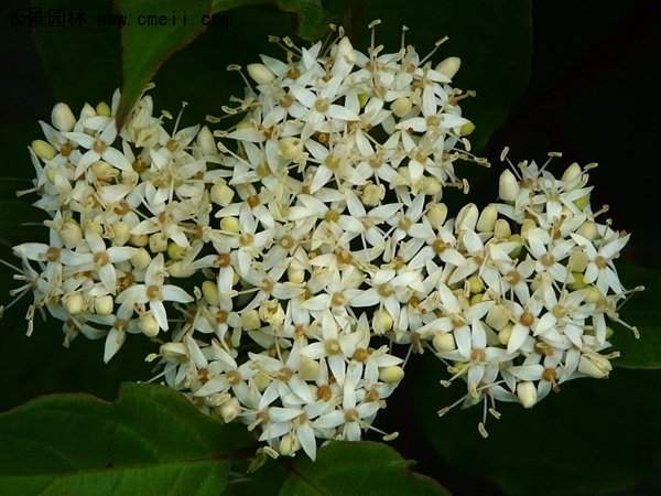 沭陽(yáng)紅瑞木基地