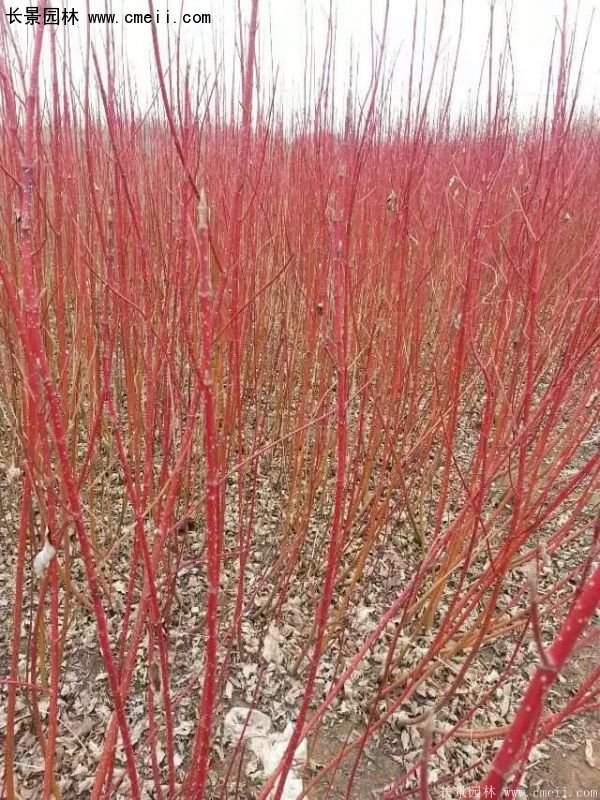 沭陽(yáng)紅瑞木基地