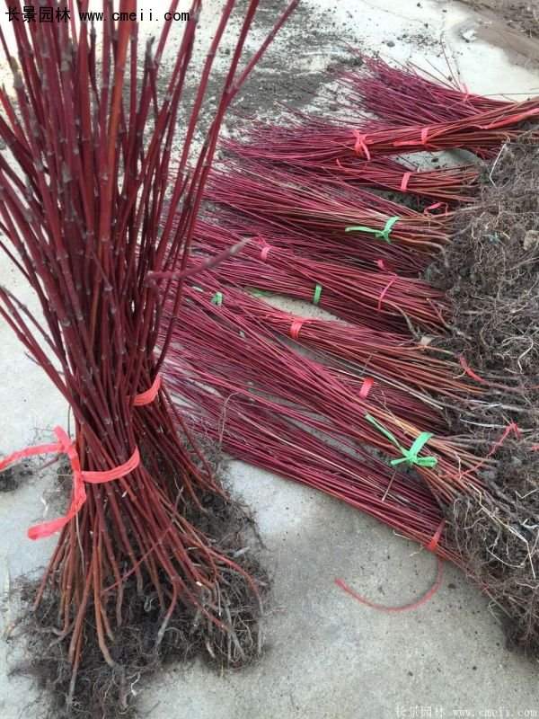 沭陽(yáng)紅瑞木基地