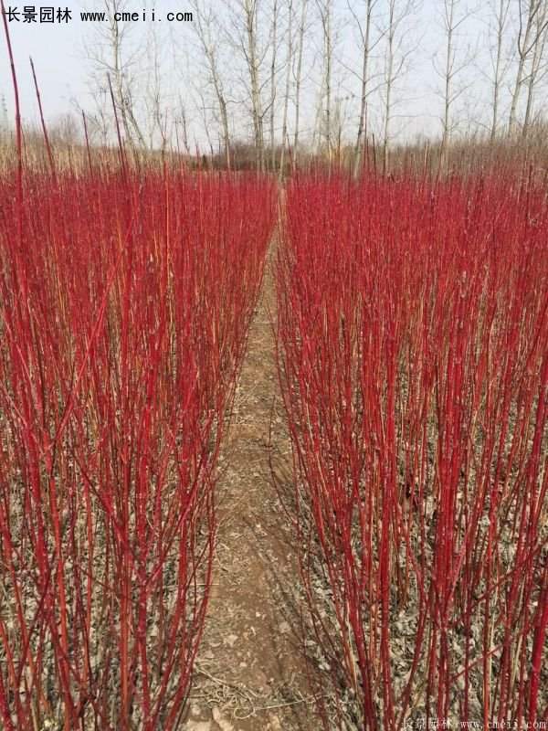 沭陽(yáng)紅瑞木基地