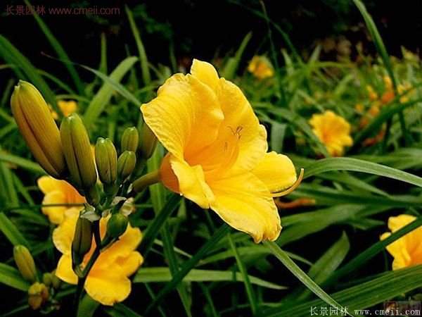 江蘇金娃娃萱草批發價格