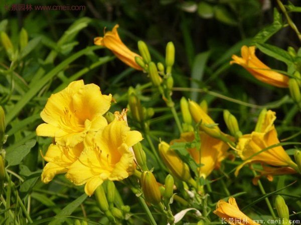 江蘇金娃娃萱草批發價格