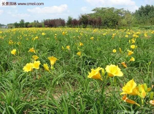 金娃娃萱草多少錢一棵？