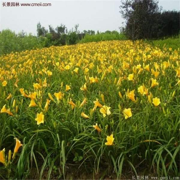 金娃娃萱草多少錢一棵？