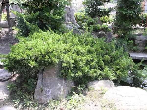 沭陽的鋪地柏
