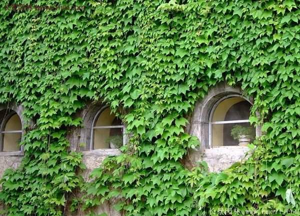 爬山虎一株多少錢？