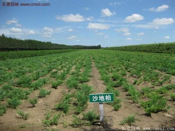     沭陽沙地柏基地