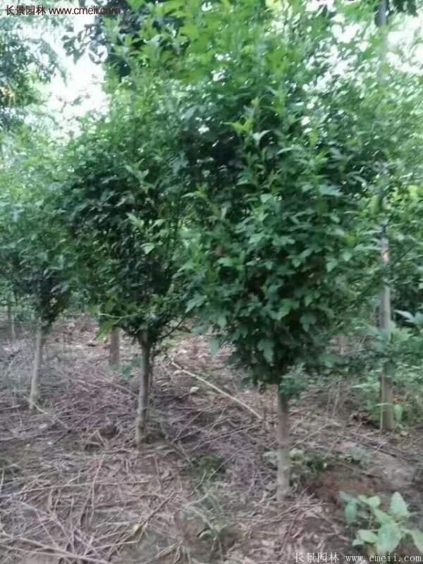 哪種木槿規(guī)格在園林上應(yīng)用最多