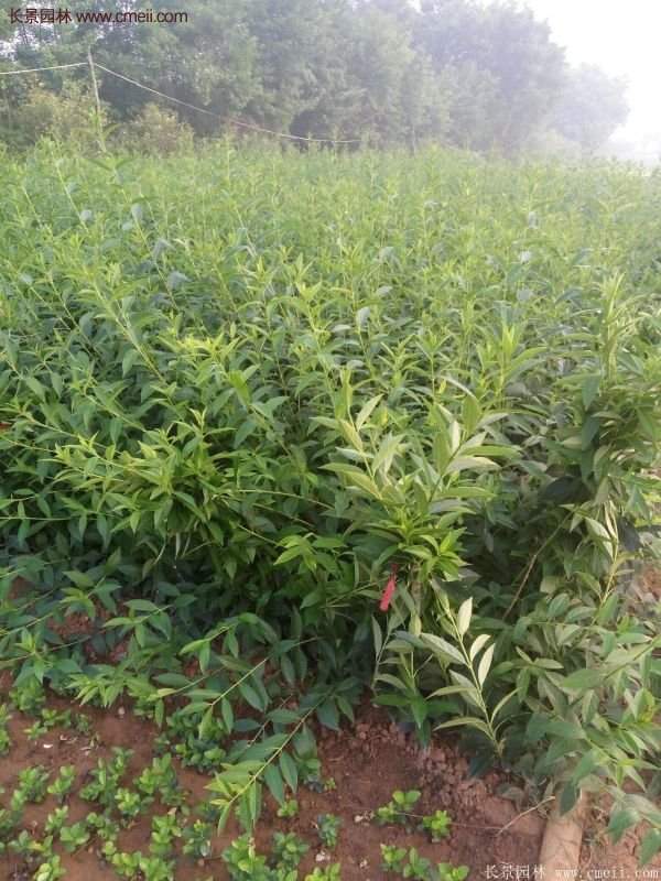 沭陽低價連翹苗