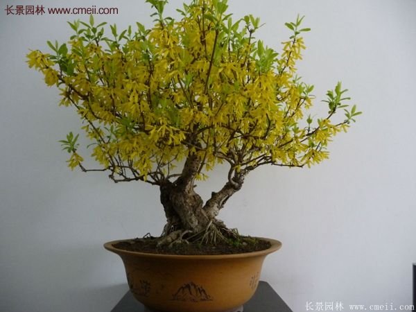 沭陽(yáng)的連翹苗