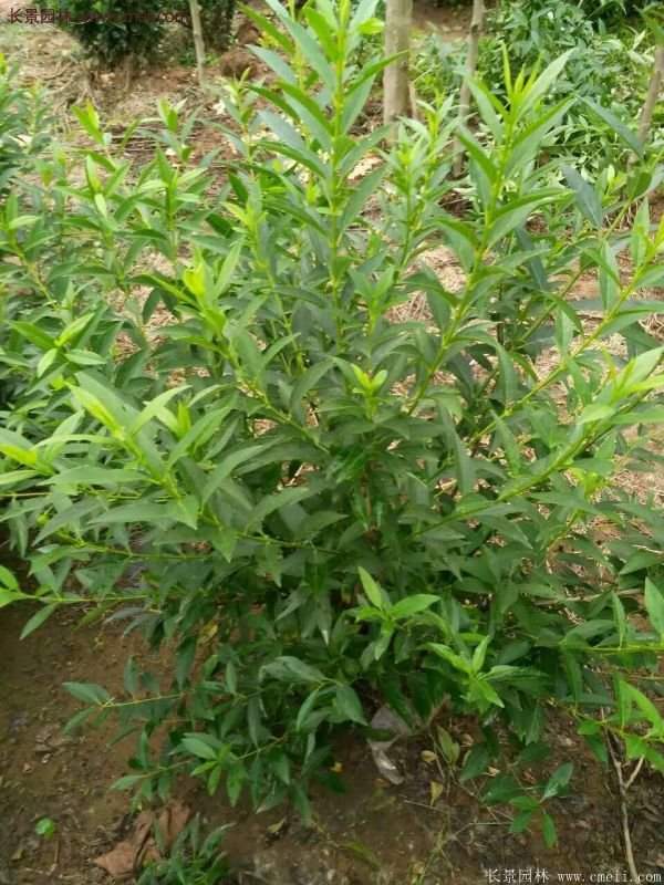 沭陽(yáng)的連翹苗