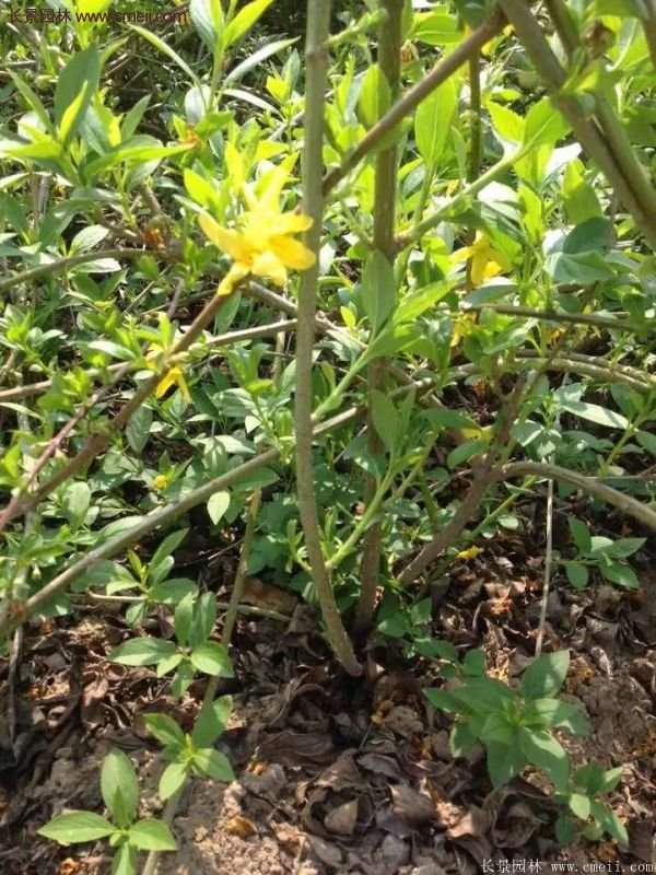 沭陽(yáng)的連翹苗