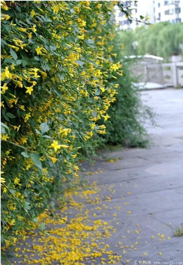 沭陽(yáng)的連翹苗